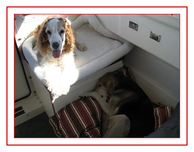 "Deik" our 12yr old mix in his dinette bedding area and "Quinn" on his perch. Take a wild guess as to which dog enjoys boating more.