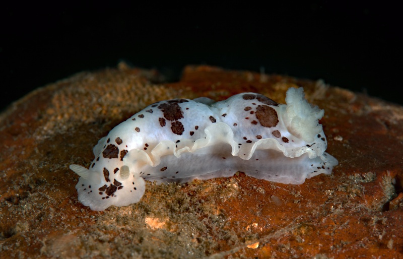 Dendrodoris nigromaculata