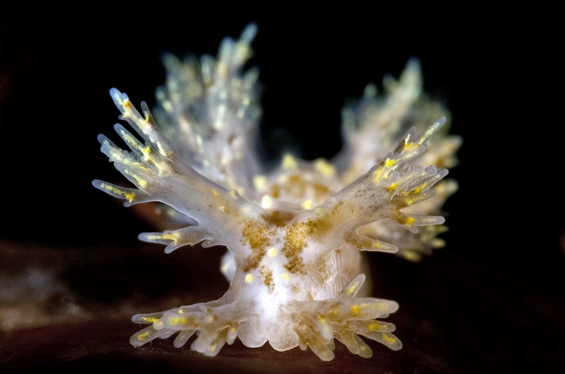 Dendronotus venustus