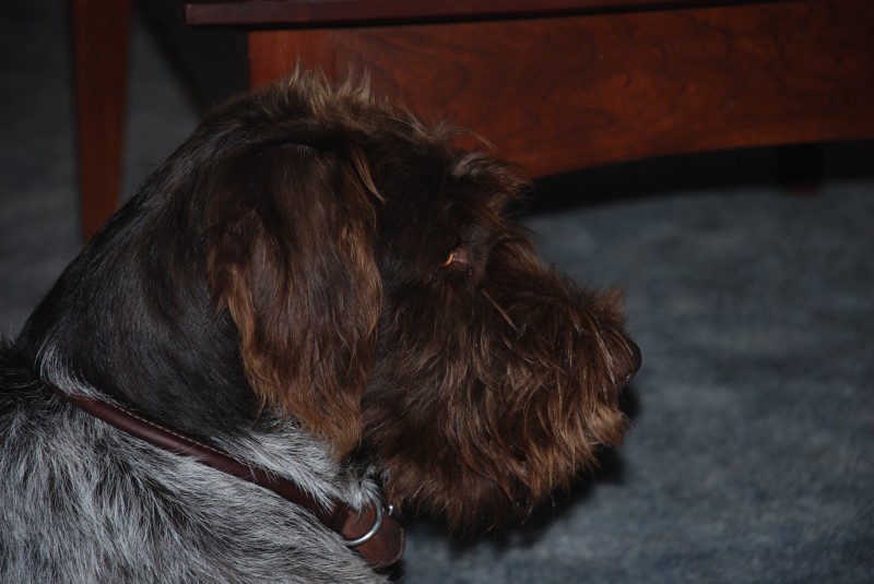 Did I hear the biscuit box?