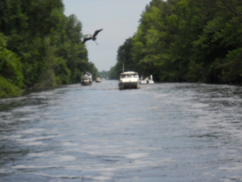 Dismal Swamp 2011