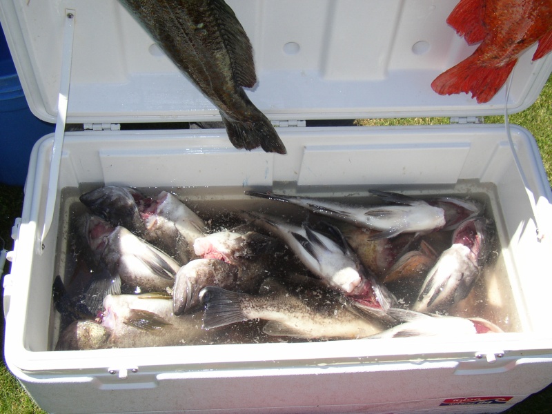 Do you like fish?  I do.
