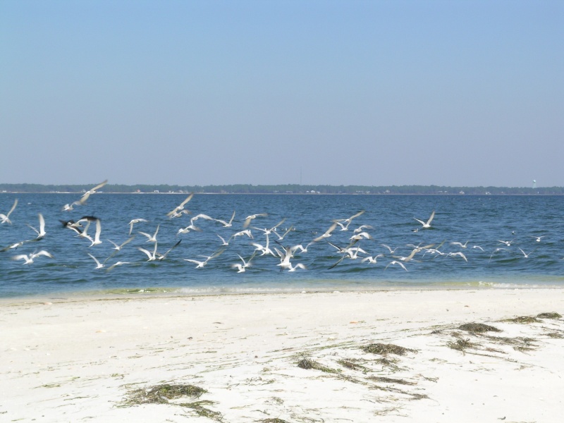 Dog Island sea gull convention.