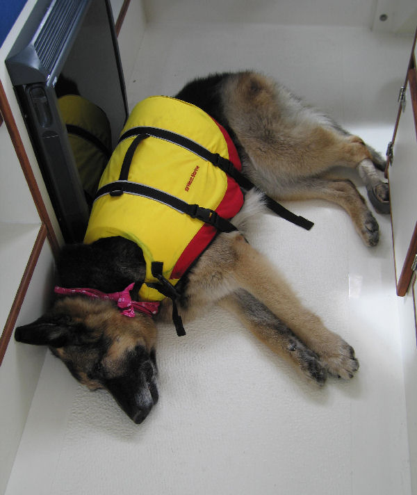 "Dog tired"
