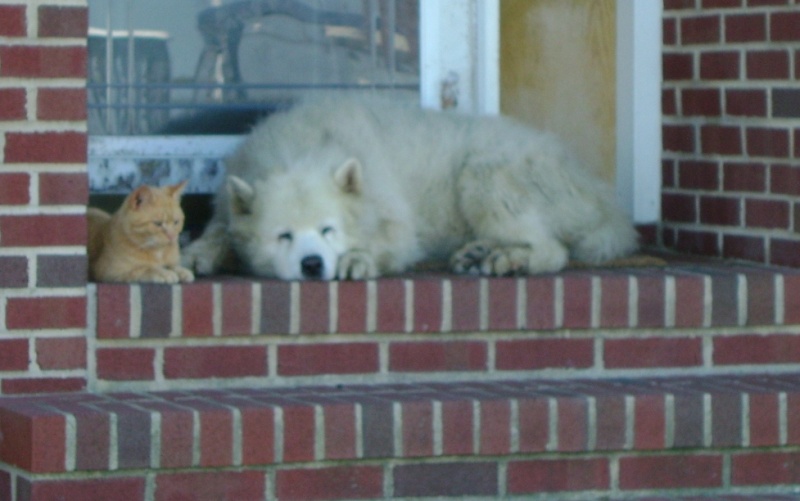 Dogs and Cats