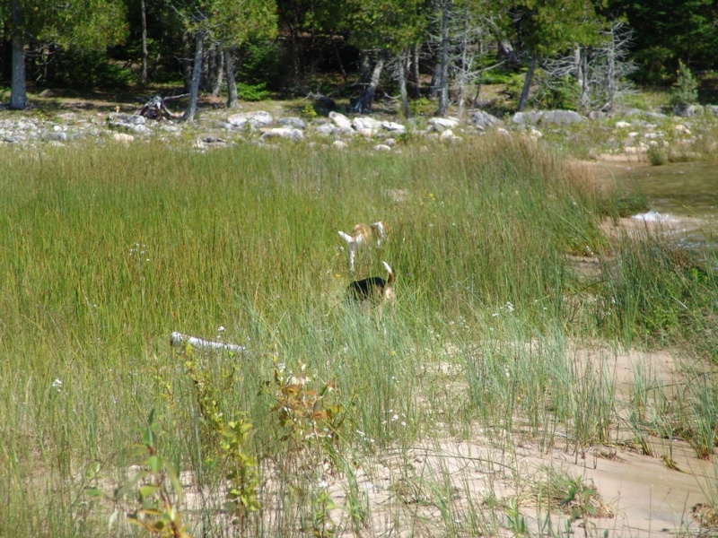 Doing what beagles do best.