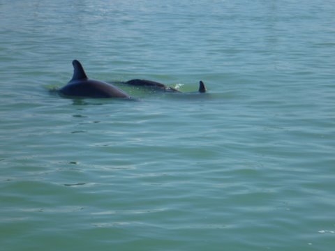 Dolfins feeding Boot Key Harbor
