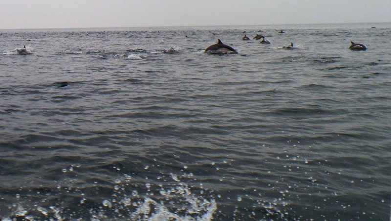 Dolphin Attack
