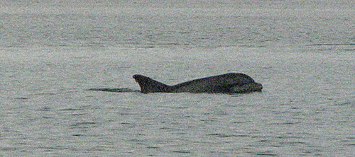 dolphin by the boat