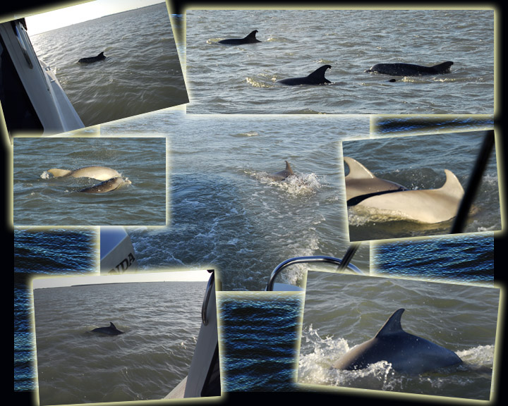 Dolphin composite
