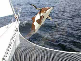 Dolphin Cow (Texas Longhorn species)