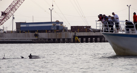 Dolphin watch boat