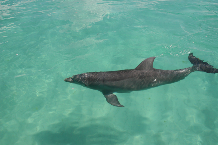 Dolphin