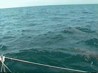 dolphin