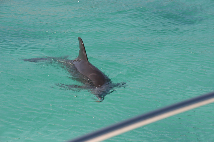 Dolphin2