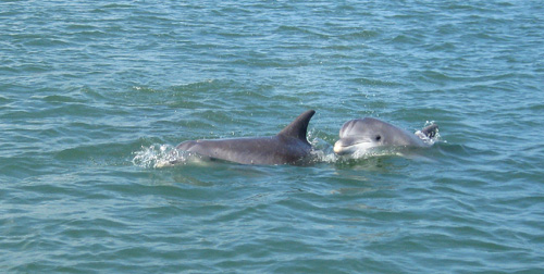 Dolphin2