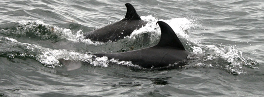 Dolphin3 1