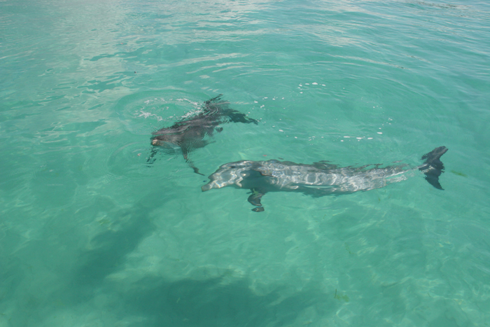 dolphin3