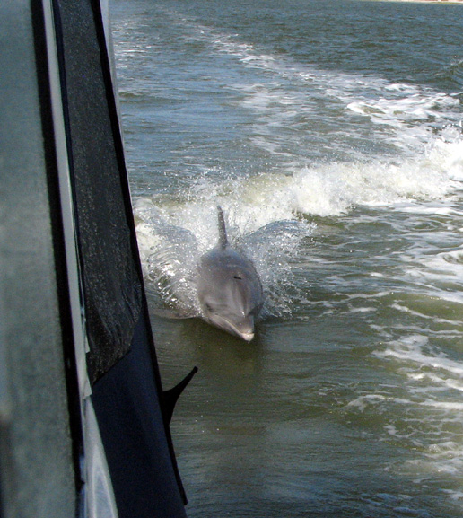 Dolphins in the ICW