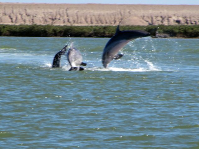 Dolphins jumping