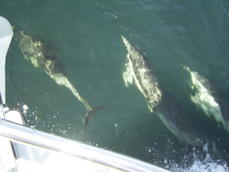 Dolphins playing on the bow