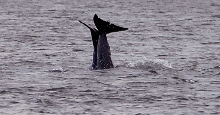 Dolphins playing