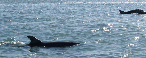 Dolphins swimming by the boat