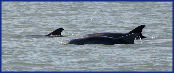 Dolphins