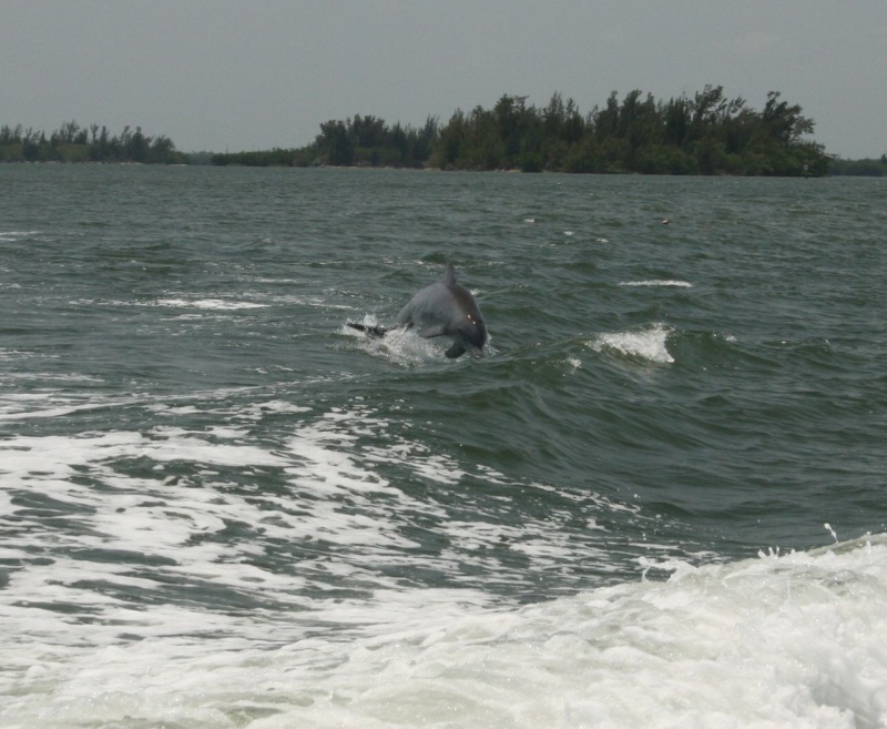 Dolphins