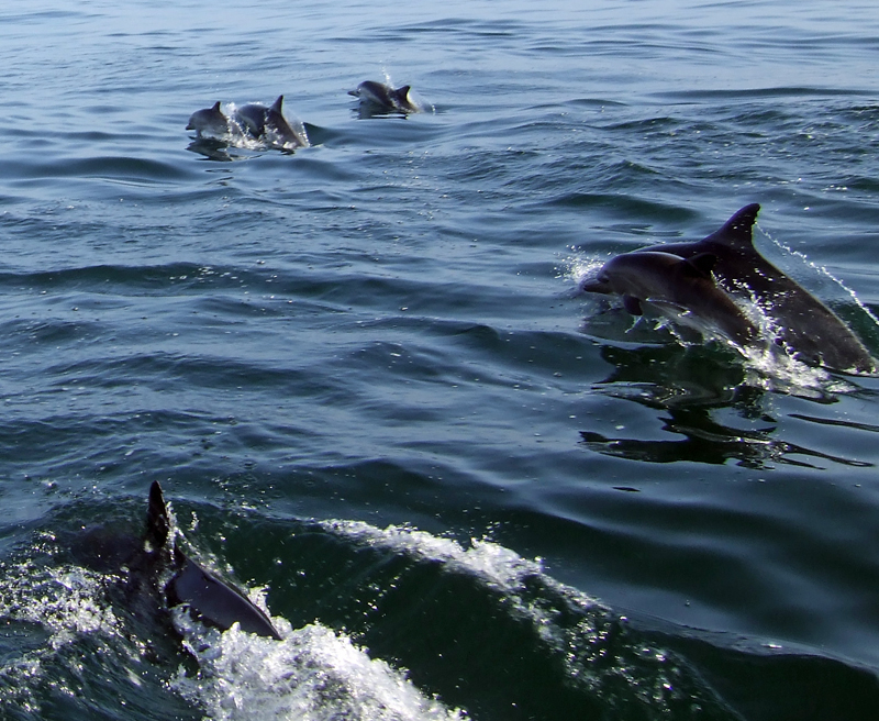 Dolphins