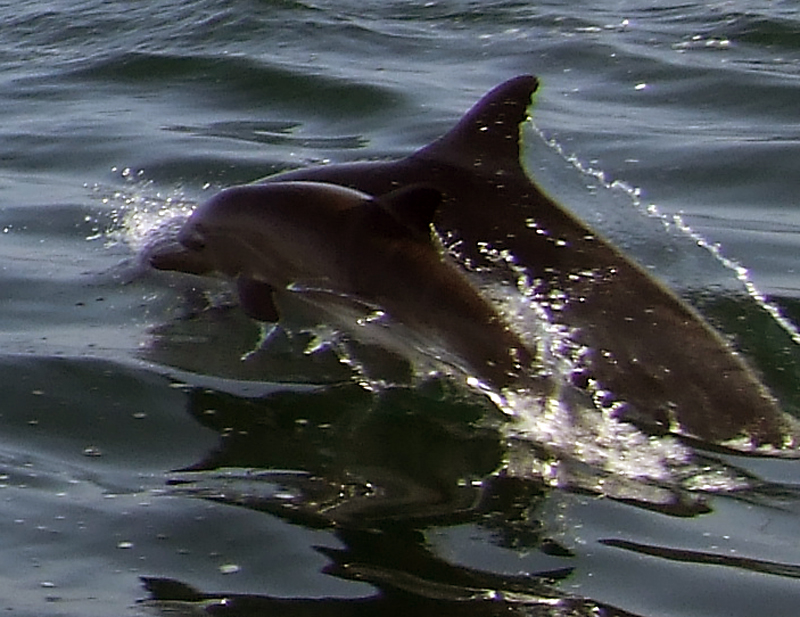 Dolphins