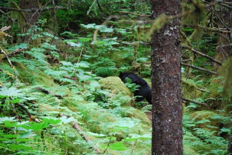 Don?s first Black Bear encounter