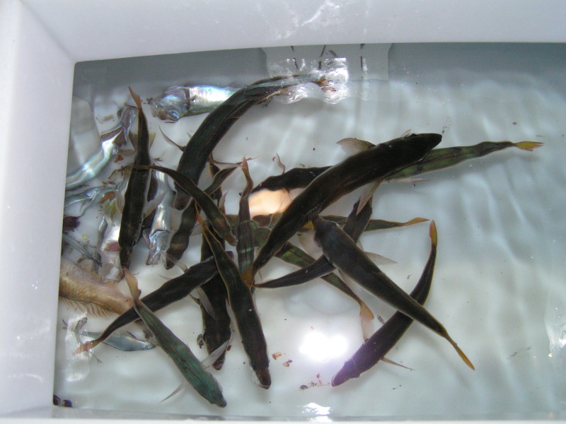 (Dora~Jean) Miles caught his own bait right there in the harbor at the Isthmus, Catalina.  Sardines - some 8+ inches long!