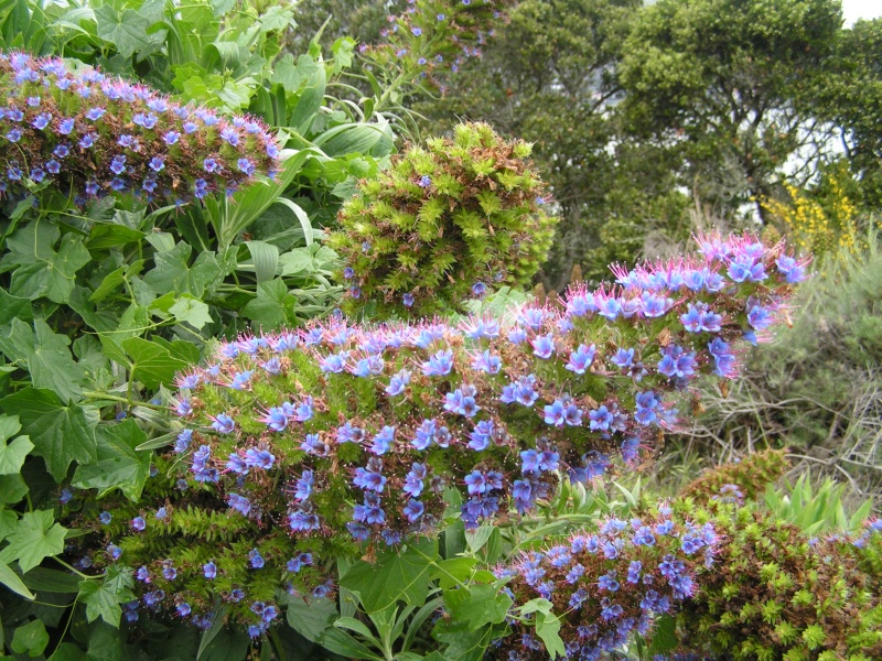 (Dora~Jean) Pretty flower, don\'t ask me it\'s name though.