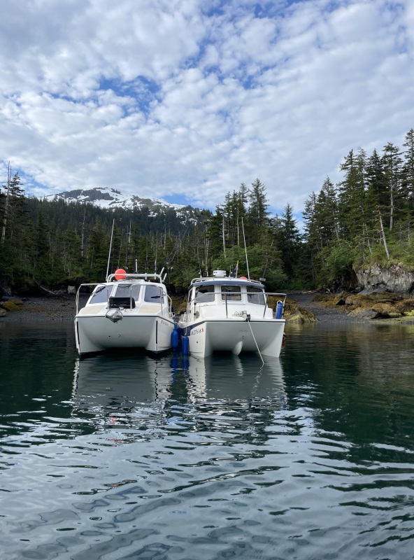 Double cats (Main Bay, AK June 2024)