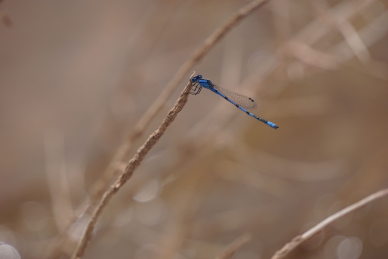 Dragon Fly 2