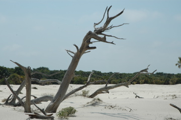 Driftwood and sand dunes
Cumberland Island