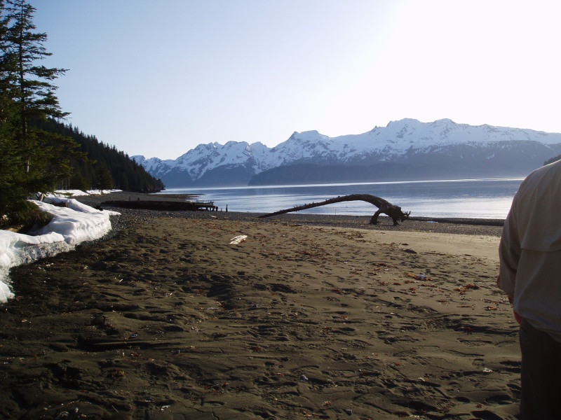 Driftwood arch 04'