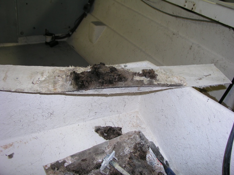 dry rot 4