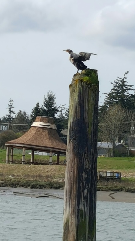 Drying its wings