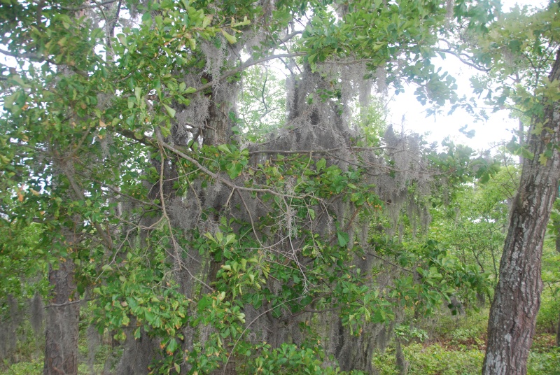 DSC 0002 0529 1125