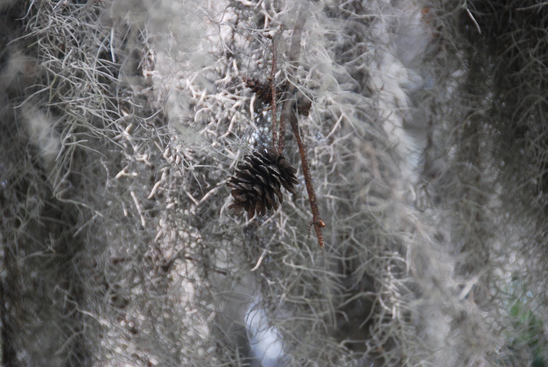 DSC 0003 0529 1125