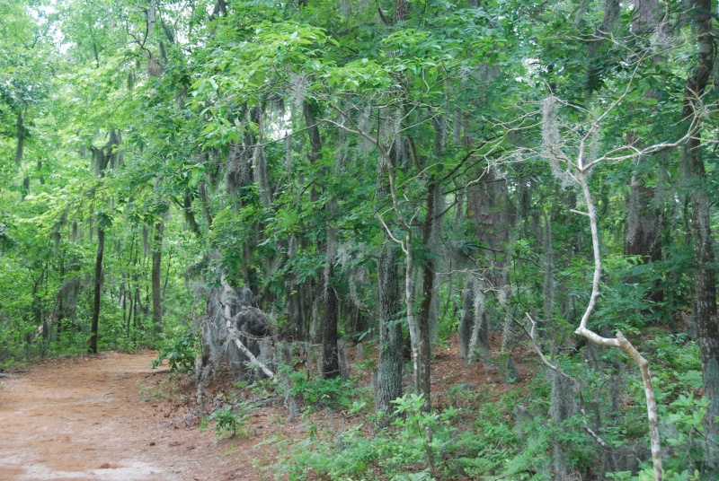 DSC 0010 0529 1134