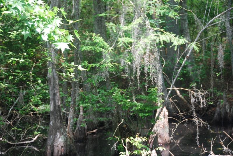 DSC 0028 0529 1241