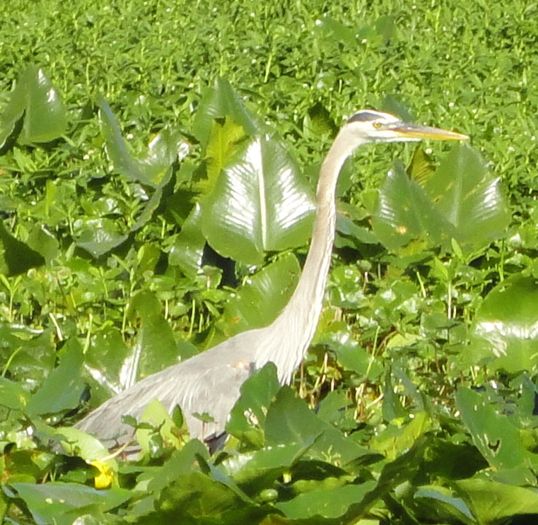DSC00806 (2)