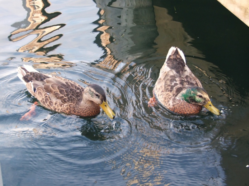 "Ducked" at Fish Creek Town Marina