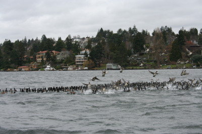 ducks on lake washington