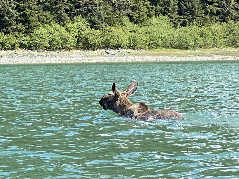 Dundas Bay moose