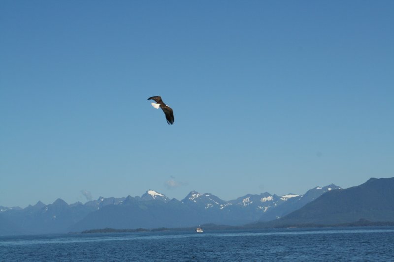 eagle-01
