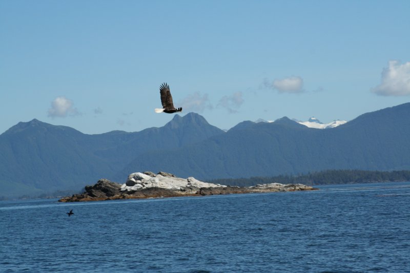 eagle-02
